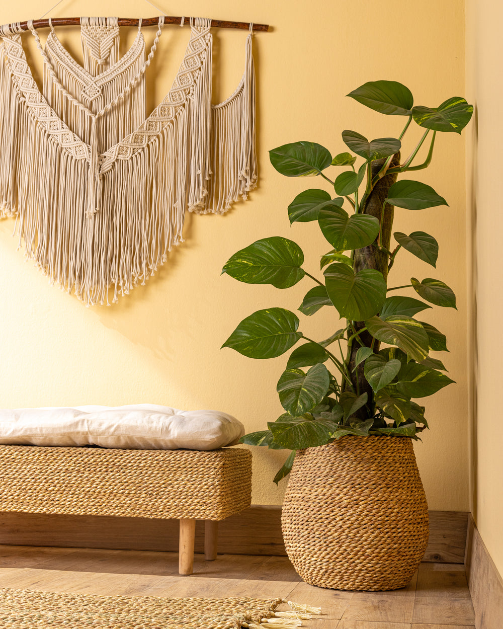 Handmade Halfa Planter Basket – Bulbous Pot Cover