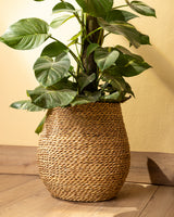Handmade Halfa Planter Basket with Live Pothos Plant