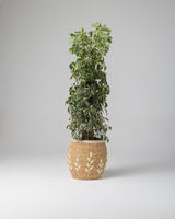 Handmade Halfa Embroidered Planter with Live Schefflera