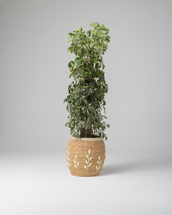 Handmade Halfa Embroidered Planter with Live Schefflera