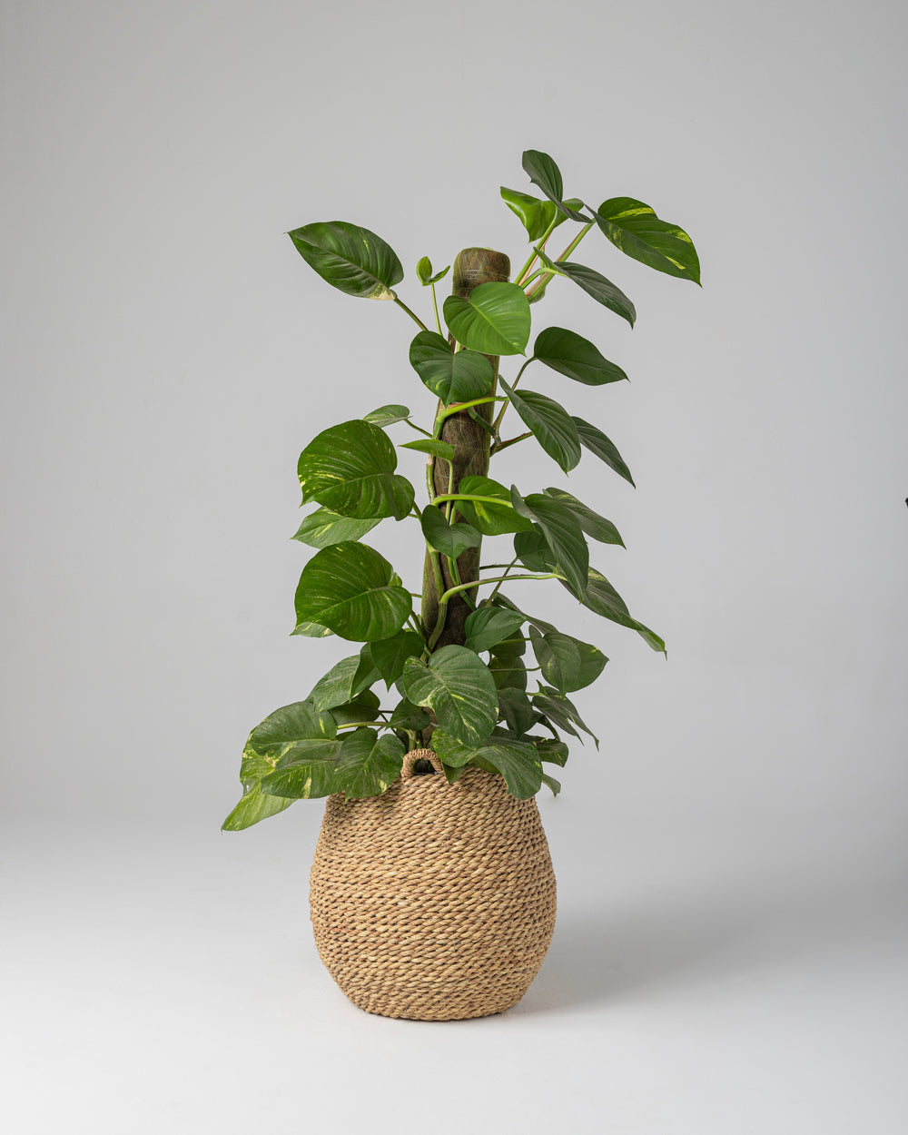 Handmade Halfa Planter Basket with Live Pothos Plant